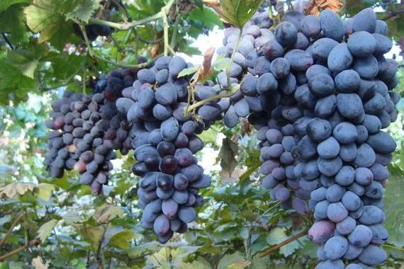 东莞送菜公司分享葡萄有哪些不宜人群食用