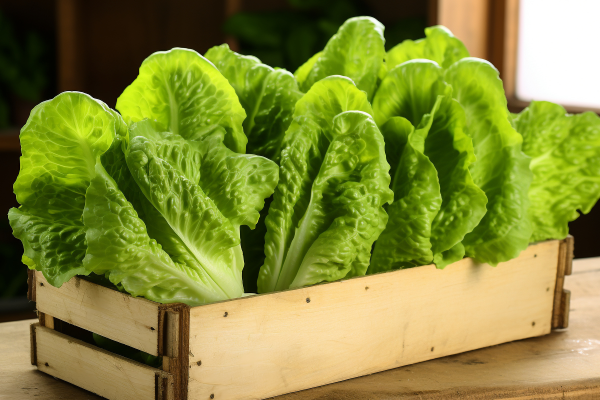 东莞蔬菜配送公司浅谈蔬菜配送业务的运营模式