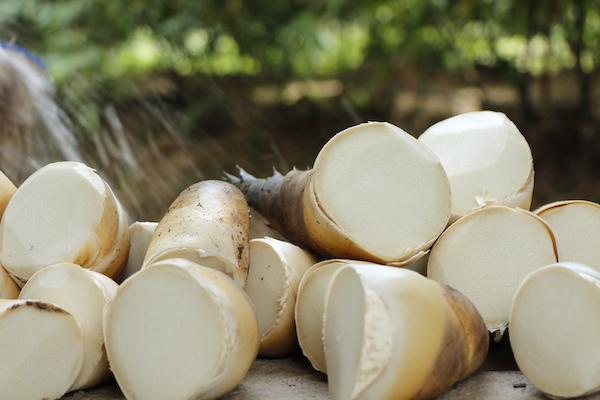 东莞农产品配送公司告诉你新鲜笋怎么保存时间最长