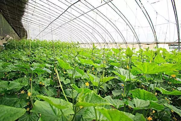 东莞农产品配送简述多雨季节下蔬菜苗的管理技巧与策略