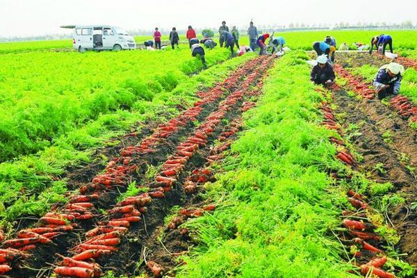 胡萝卜种植中需要注意的病虫害防治方法有哪些?