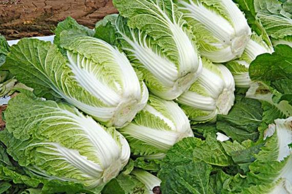东莞蔬菜配送公司教你如何高效种植大白菜