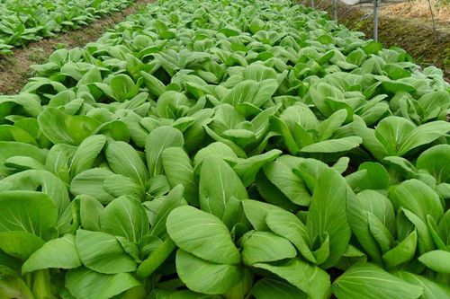 食材配送和团餐配送有什么区别